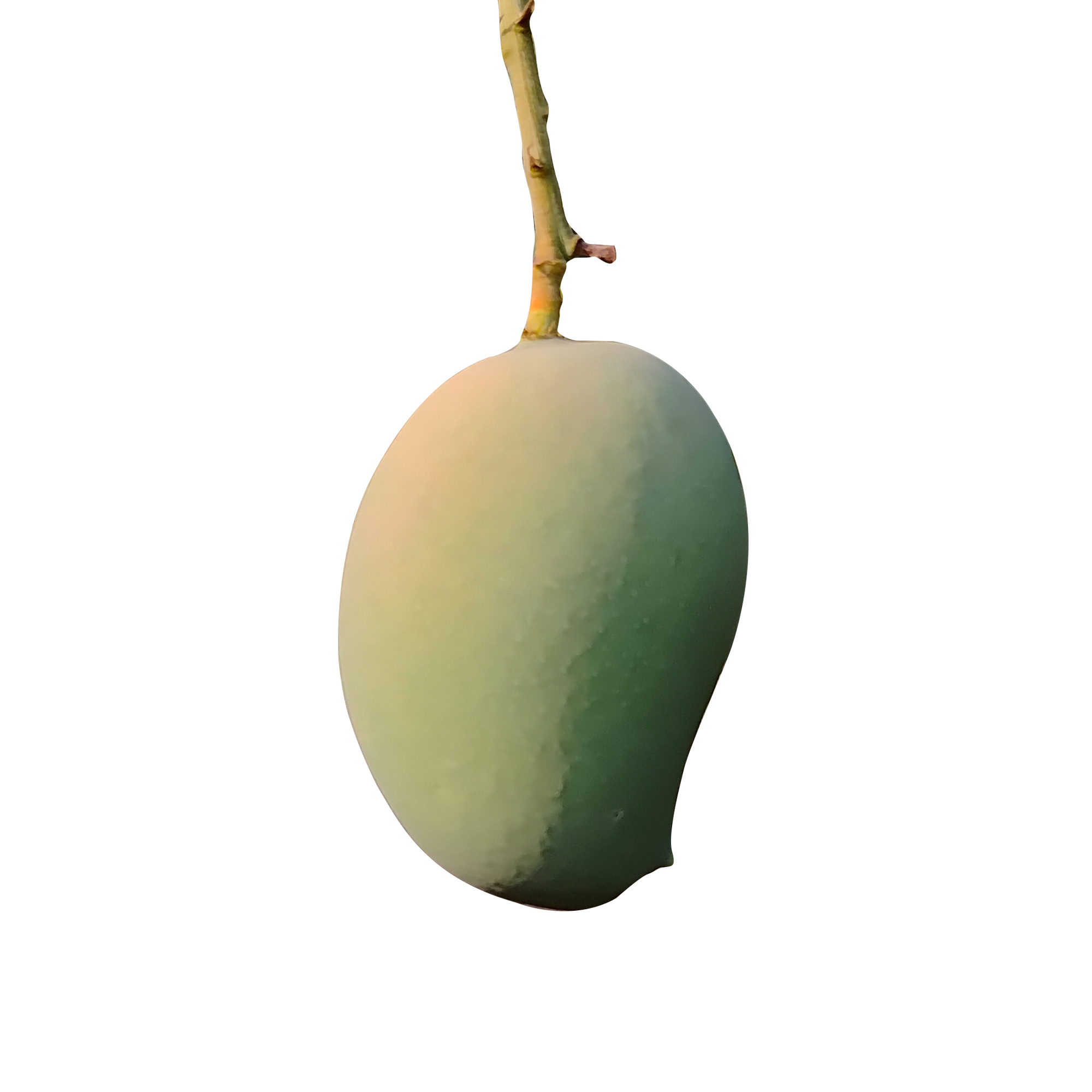 Mallika Mango - Image 2
