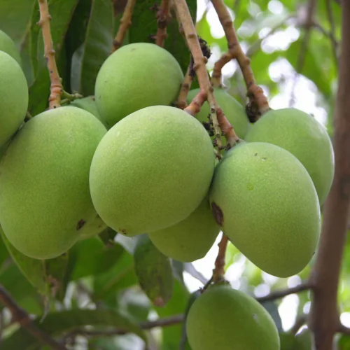 Neelam (Rajapuri)